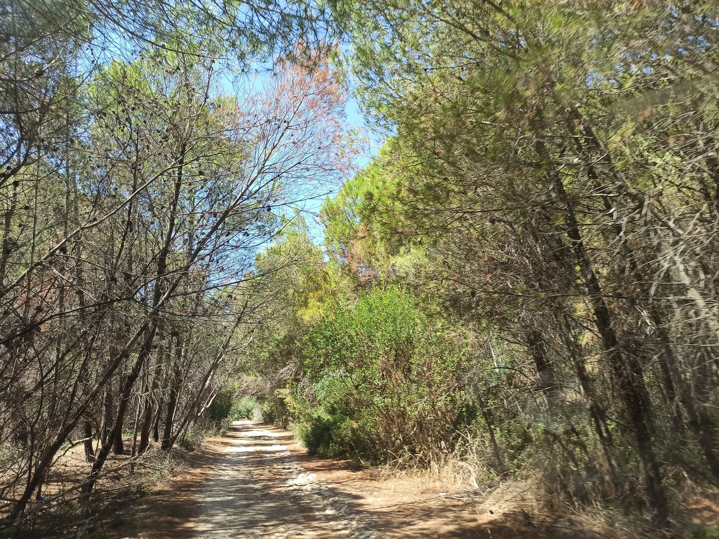 Sentiero nella pineta secolare